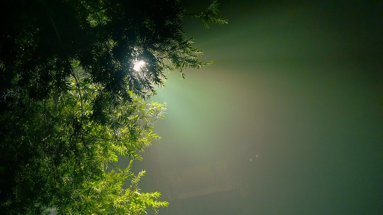 evergreen, hope, hue