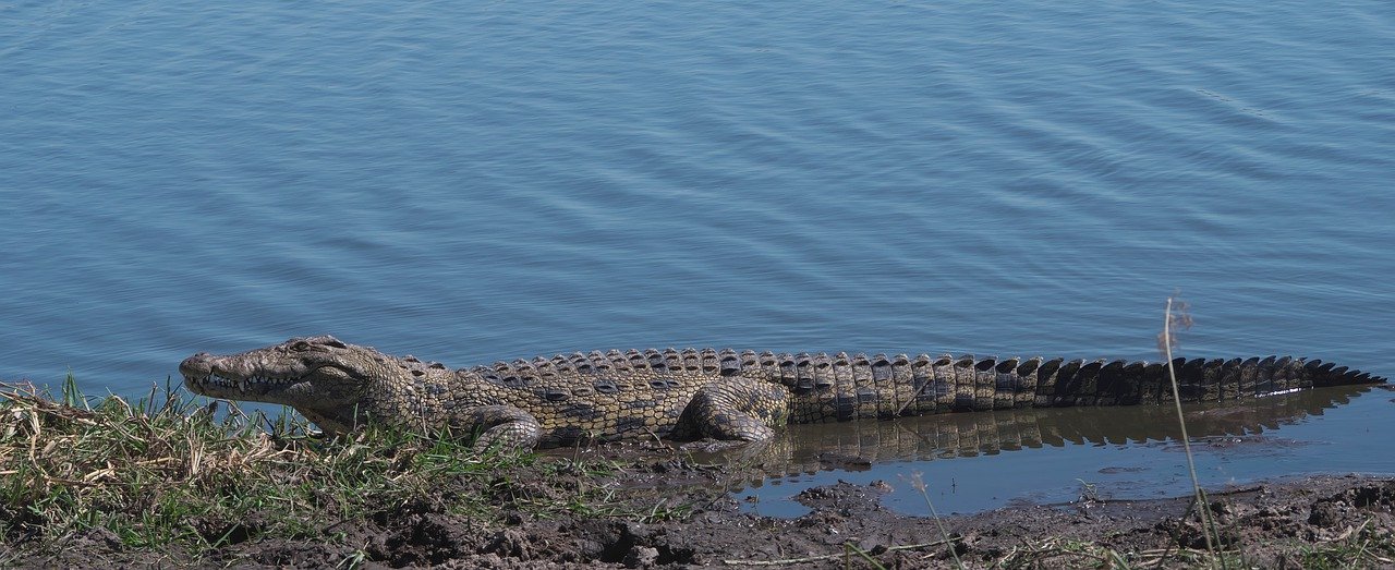 nile crocodile, crocodile, africa